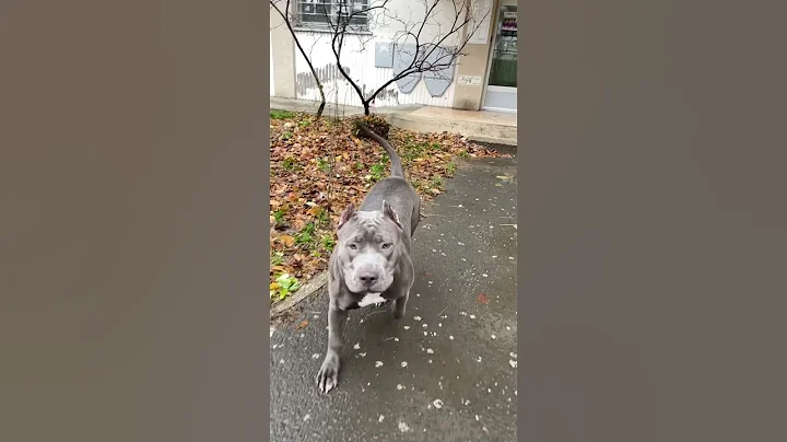 XXL Cupra Bully & Amstaff Gina, hood Guardians