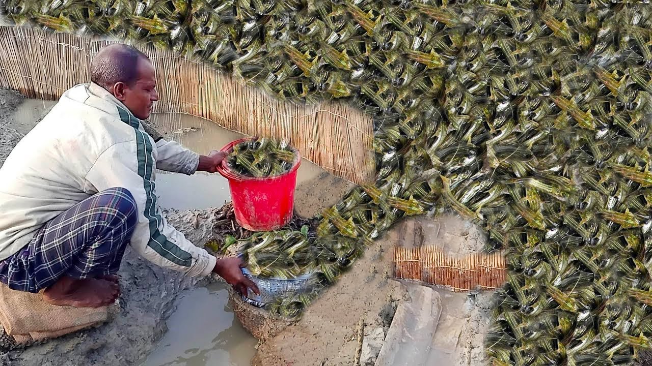 টেংরা মাছ ধরার জাদু|টেংরা মাছ ধরার উপায়।