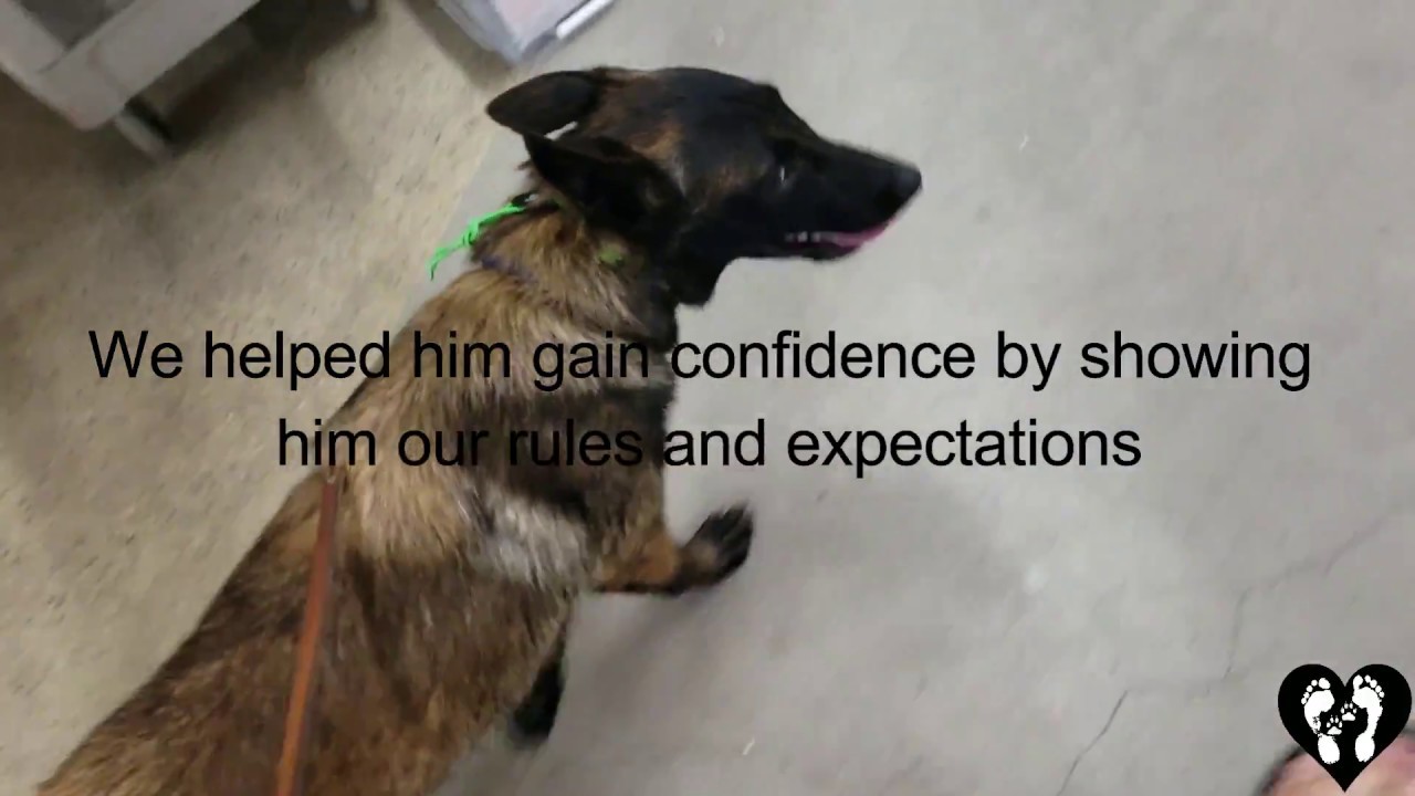 6 month old Belgian Malinois puppy Maximus | Houston dog training camera iphone 8 plus apk