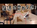 【黃阿瑪的後宮生活】貓遇地震的反應？