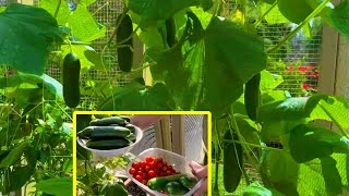 Growing Climbing Cucumbers and Tomatoes in a Small Container Garden