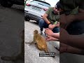 Little Baby Of Monkey 🐒🐒🐒🐵 Love with Men and He Don't want to Leave The men