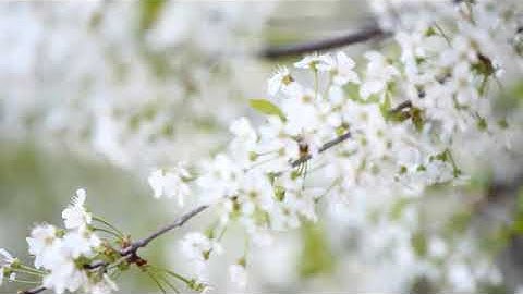 القارئ عماد المنصري - سورة المرسلات -Emad Almansary -Surah Al-Mursalat