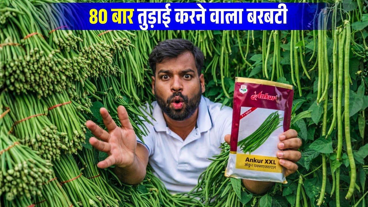 कम लागत, कम मेहनत, ज्यादा मुनाफा | Barbati Ki Kheti Se Lakhpati 💰 | ANKUR XXL 