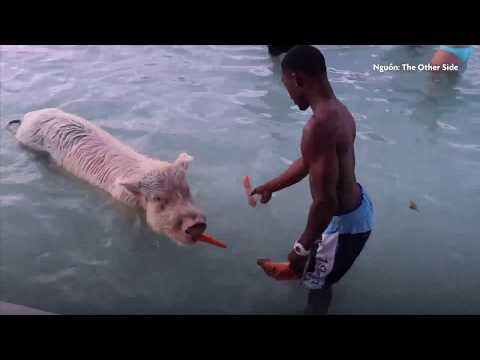 Video: Cách Bơi cùng Lợn ở Bahamas