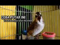 Kicau Suara Trucukan Gacor Tarung Ropel Panjang Ampuh Menjadikan Burung