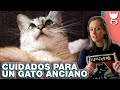 ¿LOS GATOS ANCIANOS REQUIEREN CUIDADOS ESPECIALES? 😽 LA GATERÍA TV