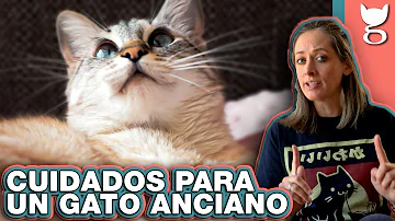 ¿Los gatos mayores hacen daño a los gatitos?