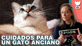 ¿LOS GATOS ANCIANOS REQUIEREN CUIDADOS ESPECIALES?  LA GATERÍA TV