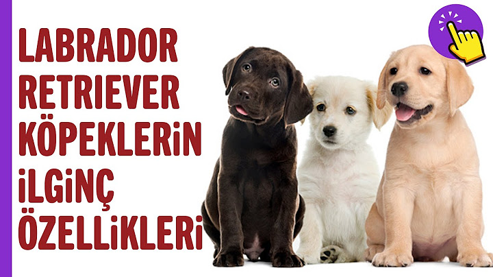 Labrador Retriever Cinsi Köpekler Hakkında Gizli Gerçekler | Köpek Videoları