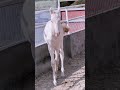 #horse #sansansehorhorse #animal #horserace