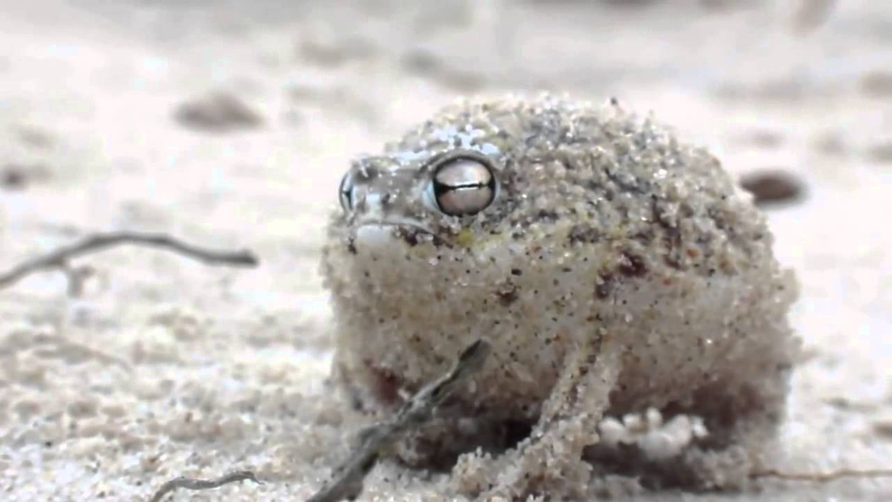 Sapo do deserto sinaliza uma ameaça - YouTube