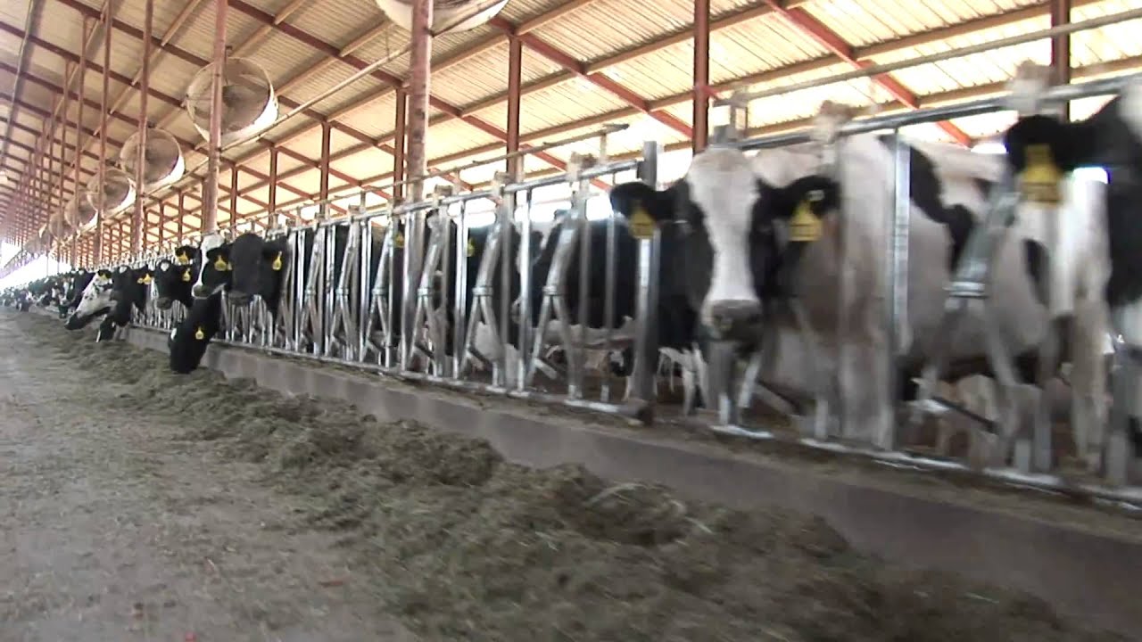 Driving By Cows_Factory Farm free video clips background