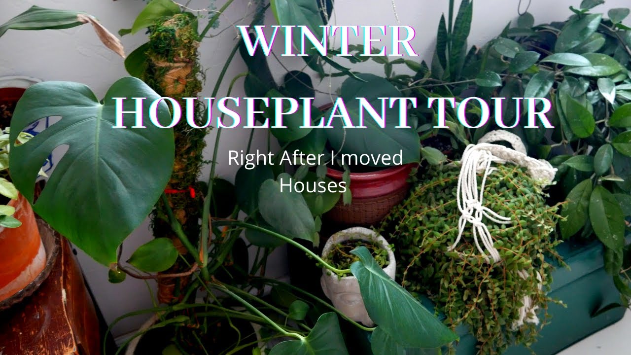 Winter houseplant tour just after moving!
