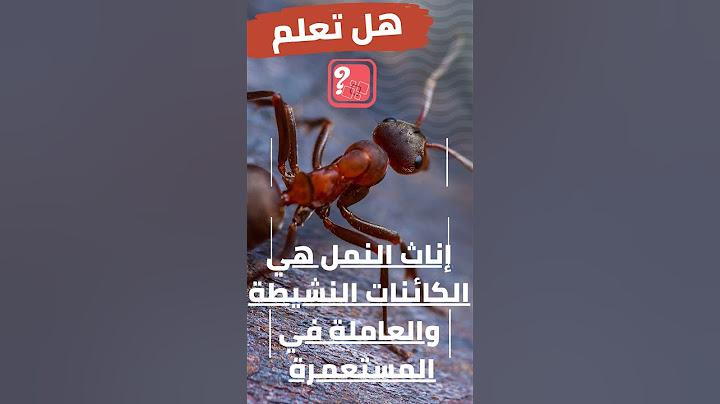 إناث النمل العاملات