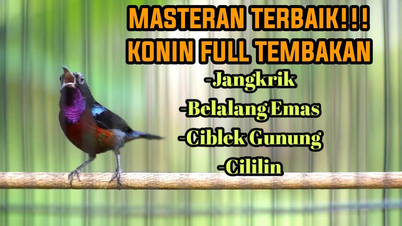 KONIN GACOR FULL ISIAN CILILIN BELALANG JANGKRIK CIBLEK GUNUNG AMPUH BUAT MASTERAN
