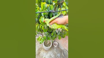 How to Catch Parrot 🦜 in Tree 🌳 #birds #shorts #viralvideo #trending #trap #parrot