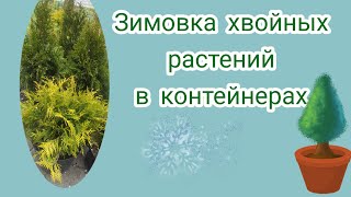 Зимовка хвойных растений в контейнерах. Неприхотливый сад