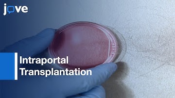 Intraportal Transplantation of Pancreatic Islets | Protocol Preview