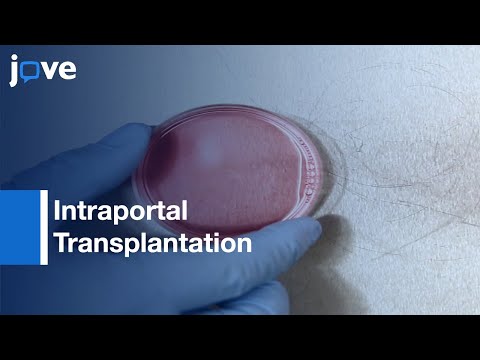 Intraportal Transplantation of Pancreatic Islets | Protocol Preview