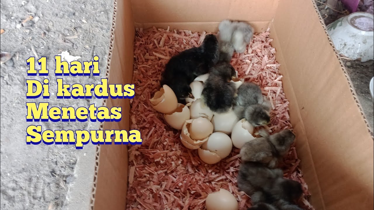 cara menetaskan telur ayam dengan kardus tanpa lampu penghangat, mantap(
