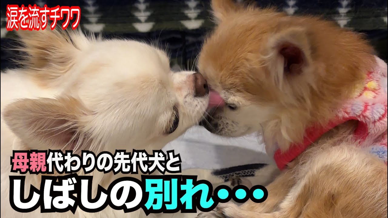 【母親がわりの先代犬とのしばしの別れに… 涙を流す犬】