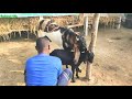 #Omg Goat Beautiful Moments-With Village Farm-Goat Village-Goat Life-Goat-Fishing Life#