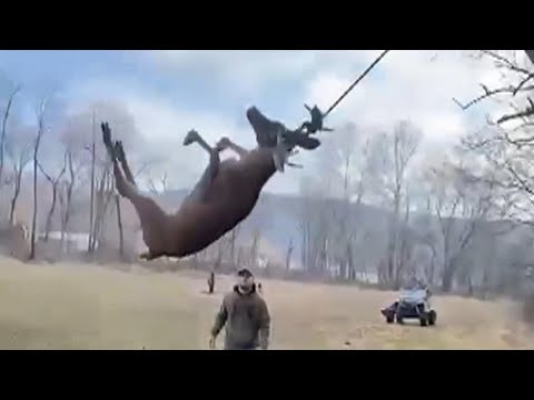 Hunters Rescue Distressed Deer Trapped in Rope Swing