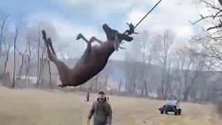 Hunters Rescue Distressed Deer Trapped in Rope Swing