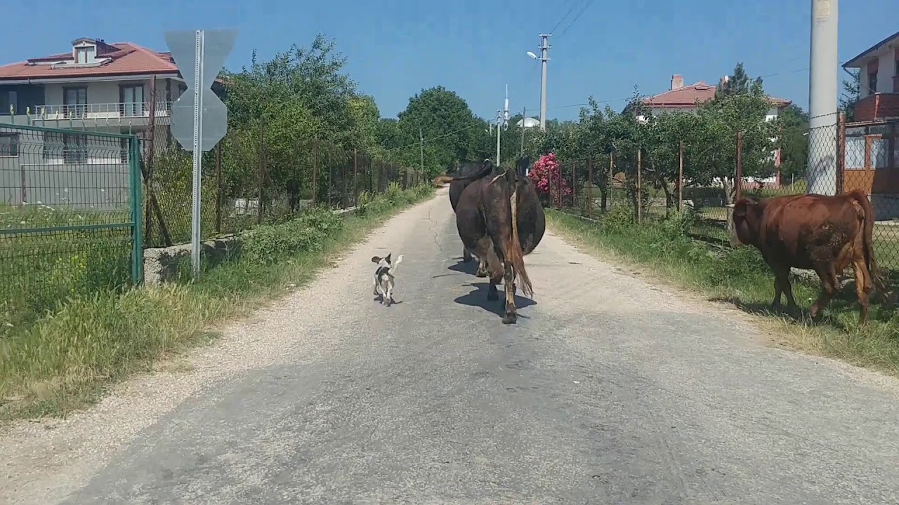 Bolu Beypiliç Hatıra Ormanı, Yuva Köyü, Çaydurt Çayı