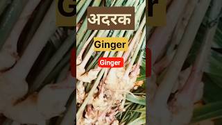 अदरक का पौधा कैसा होता है? Benefits of Ginger.#zingiberofficinelale #ginger #shorts #ytshorts