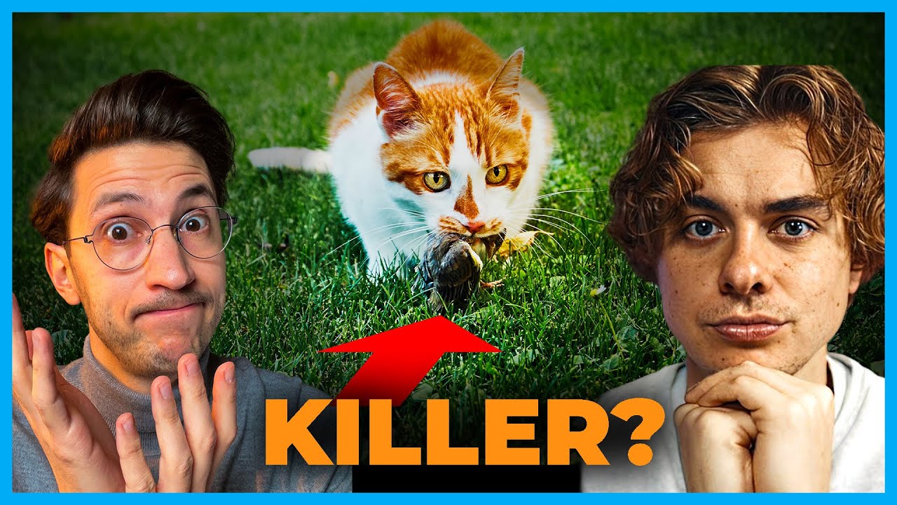 Tierarzt erklärt: So gefährlich sind Katzen für Vögel