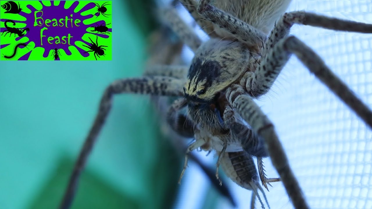 Huntsman spider moulting and feeding