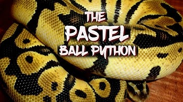The Pastel Ball Python
