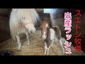 スエトシ牧場でここ最近12種の出産がありました。