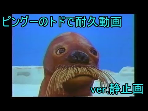 耐久動画 ピングーのトドをただ見つめる動画 Ver 静止画 Youtube