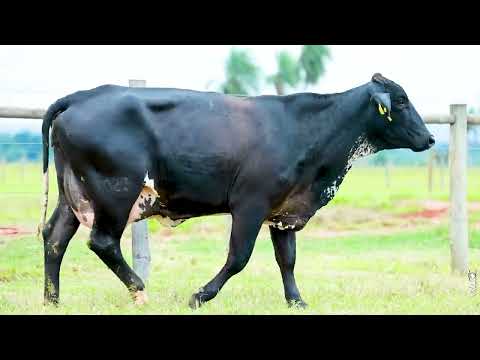 LOTE 6 - REM1023 - Vaca Girolando 1/2 HOL + 1/2 GIR à venda à venda no 12º GIR E GIROLANDO