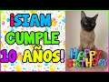 ¡CUMPLEAÑOS #10 DE MI GATO SIAM!