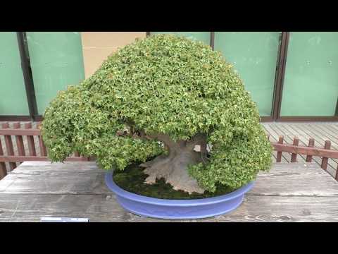 た*ー様 楓　盆栽 Kaede(Trident Maple) Bonsai 楓 盆栽：The 8th World Bonsai