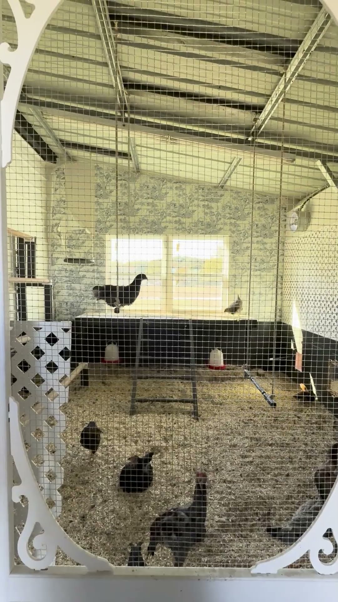Chicken Plays on Swing in Its Coop || ViralHog