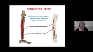 5 Лекция. Мышцы голени и стопы