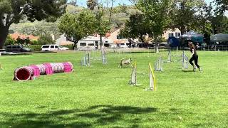 Aspen - USDAA Happy Dog - Starters Jumpers 5/12 by Katherine McGuire 8 views 19 hours ago 34 seconds