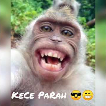 buat notifikasi WA 😀🤭😅 (kuntul) editor : Dau Kece Parah 😎😂