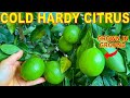 5 CITRUS TREES That Grow To 10 DEGREES 12C Grow Cold Hardy Citrus 5 CITRUS TREES That Grow To 10 DEGREES 12C Grow Cold Hardy Citrus