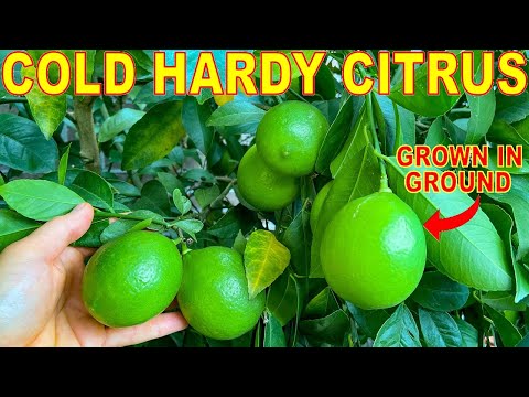 Vidéo: Cold Hardy Citrus Tree Varieties - Choisir des agrumes pour les jardins de la zone 7