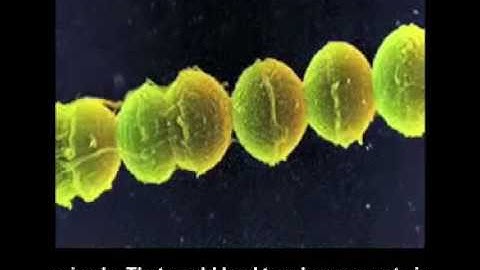 Modeling the metabolic network of Thermotoga maritima