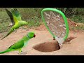 New creative fantastic underground parrot bird trap  how to catch parrot easy