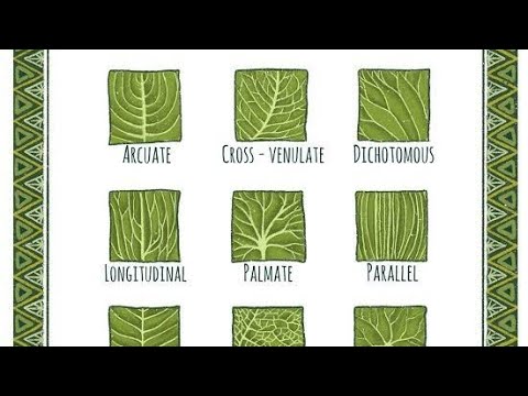leaf parts, functions & its venation types - YouTube