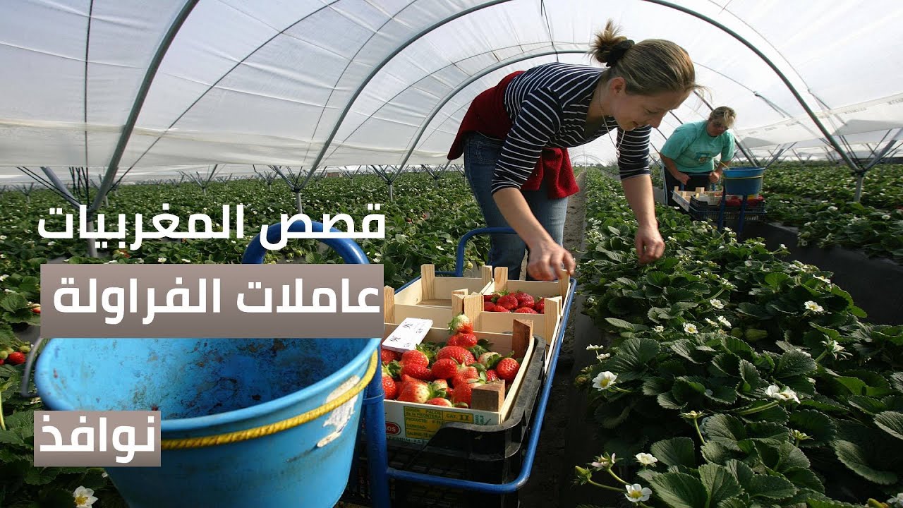 عاملات الفراولة المغربيات.. قصص الهجرة للحقول الإسبانية | #نوافذ