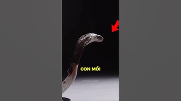 Rắn Hổ Phun Nọc Độc Mạnh Đến Mức Nào?